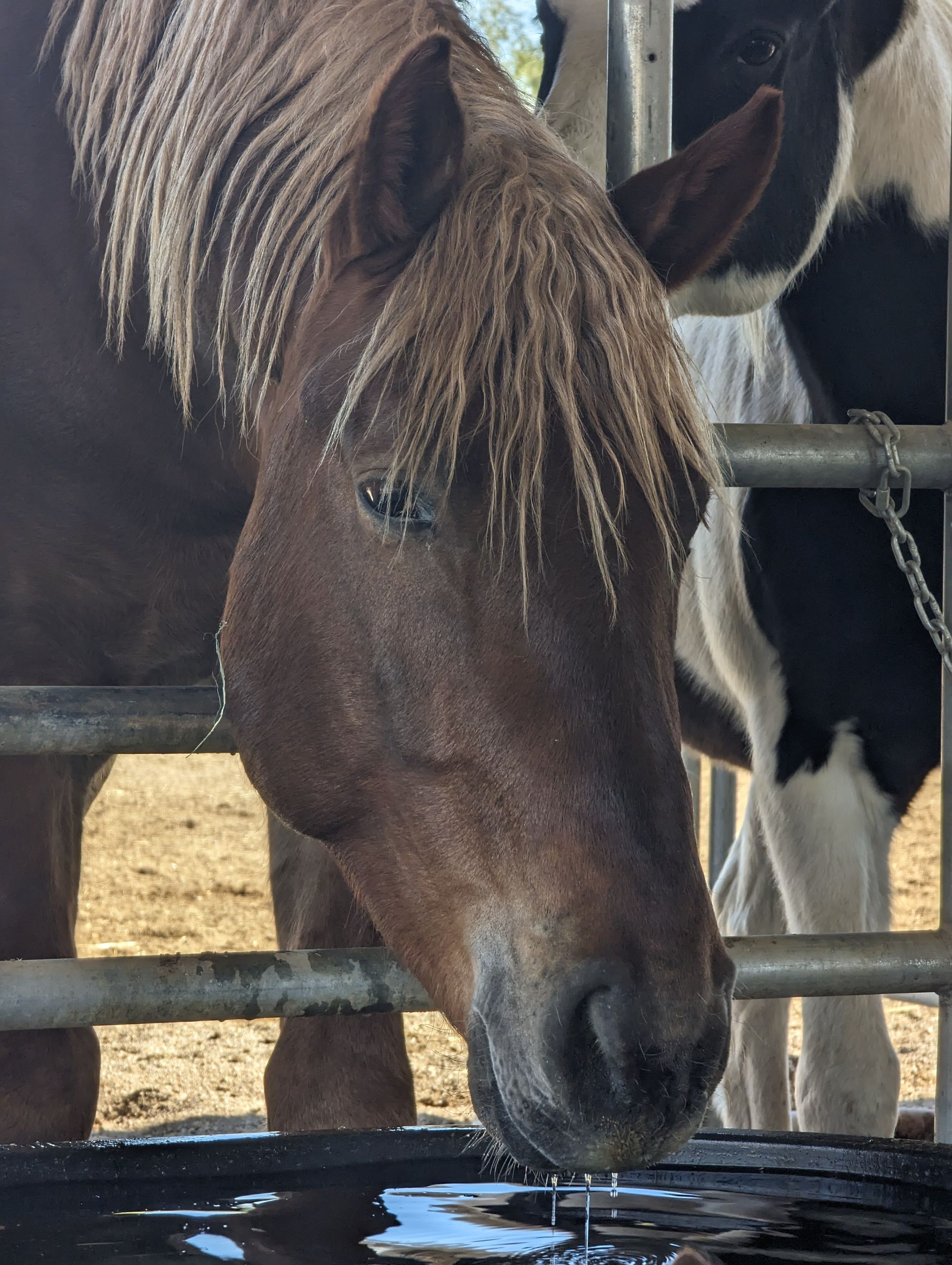Manu Fortis Blue Nile