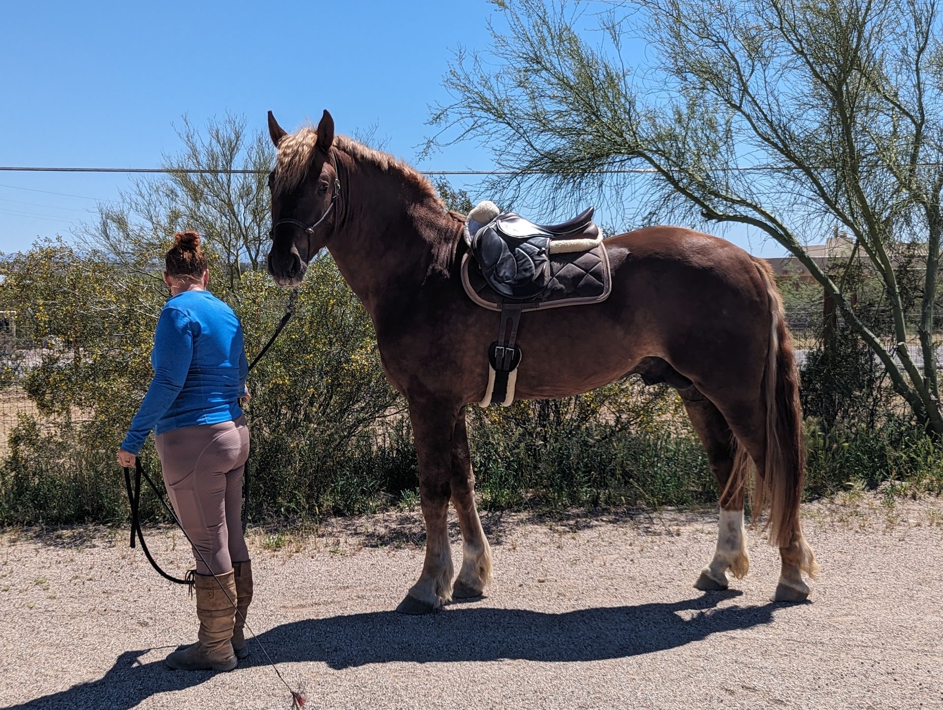 Manu Fortis Blue Nile