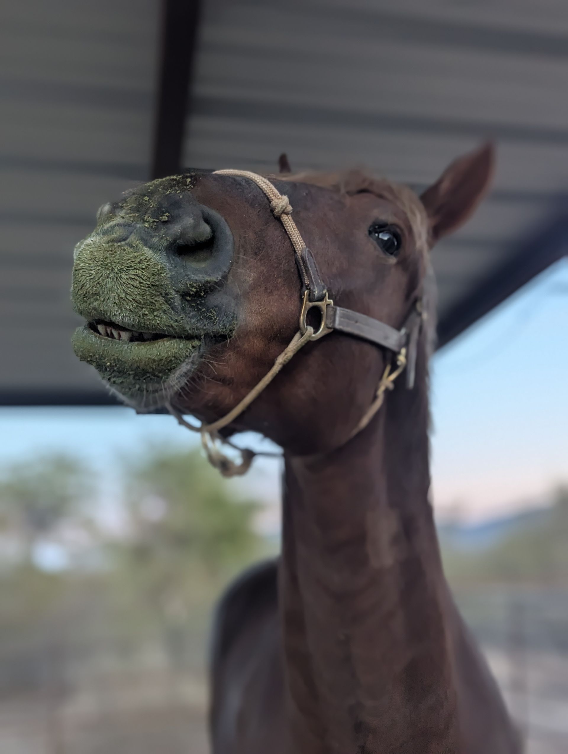 Manu Fortis Blue Nile