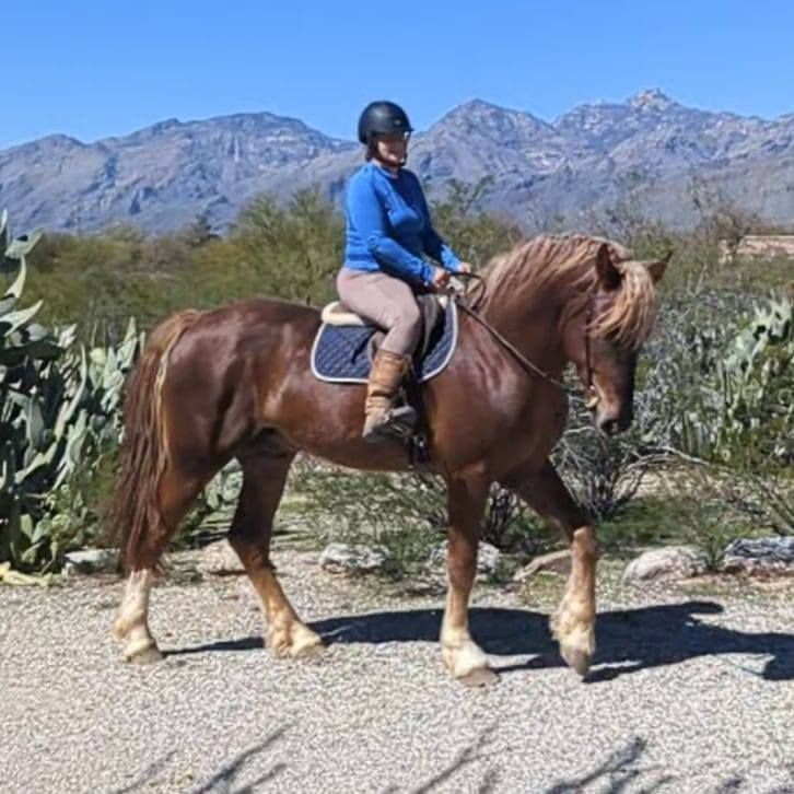 Manu Fortis Blue Nile