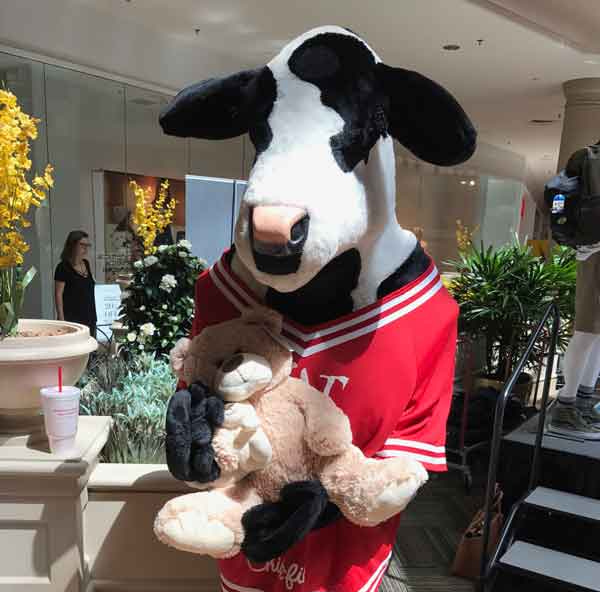 Even The Chic-Fil-A cow loves a Teddy Bear
