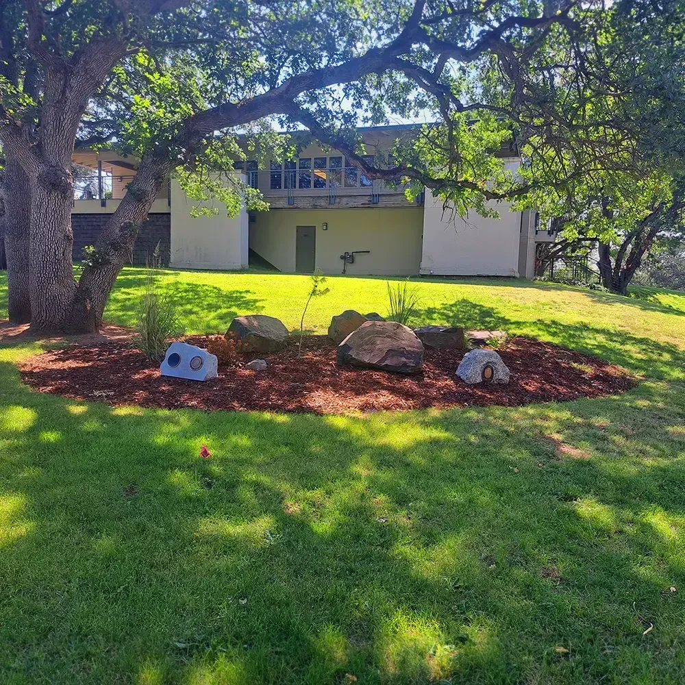 A building with a large tree in front.  Mulch and rocks surround small plants on the lawn.
