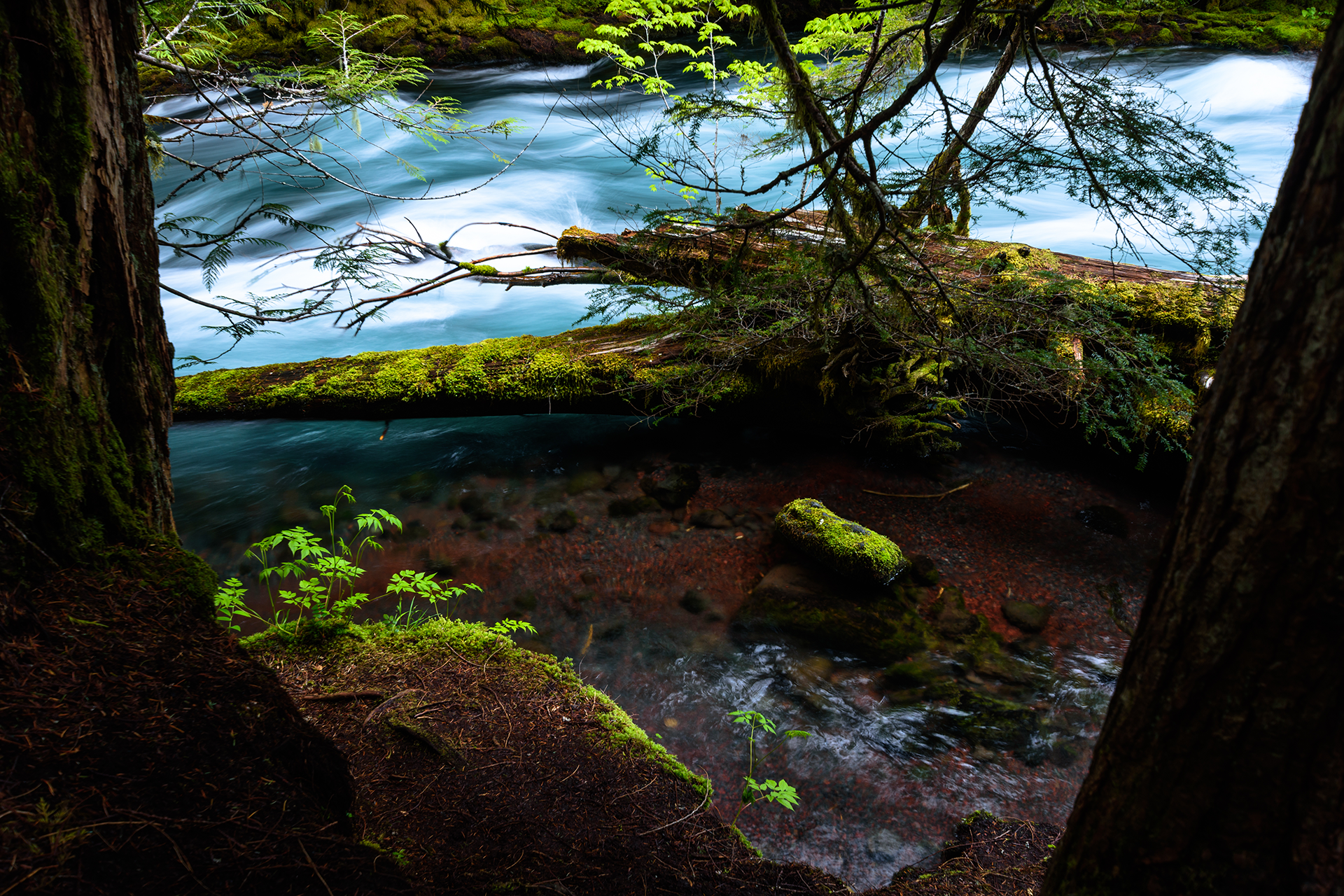 River flowing through a forest, with mossy logs and green foliage.