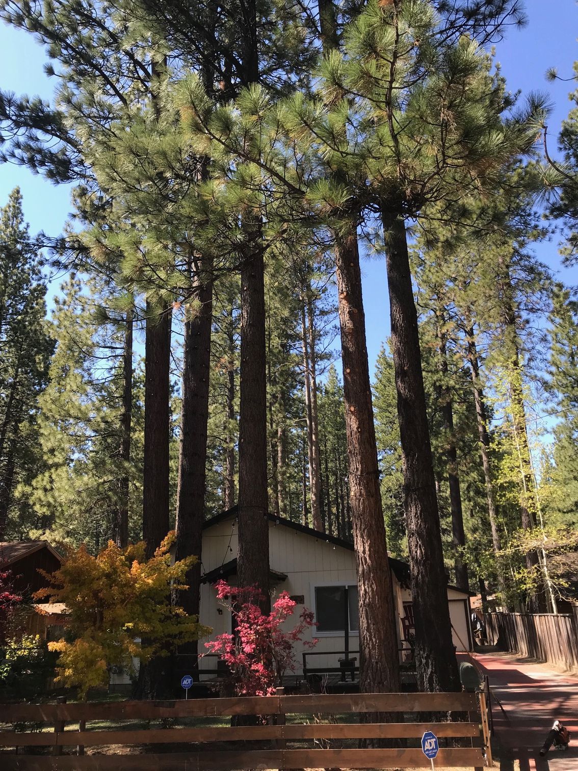 Tall pine trees surround a small cabin with a brown wooden fence, and autumn trees.