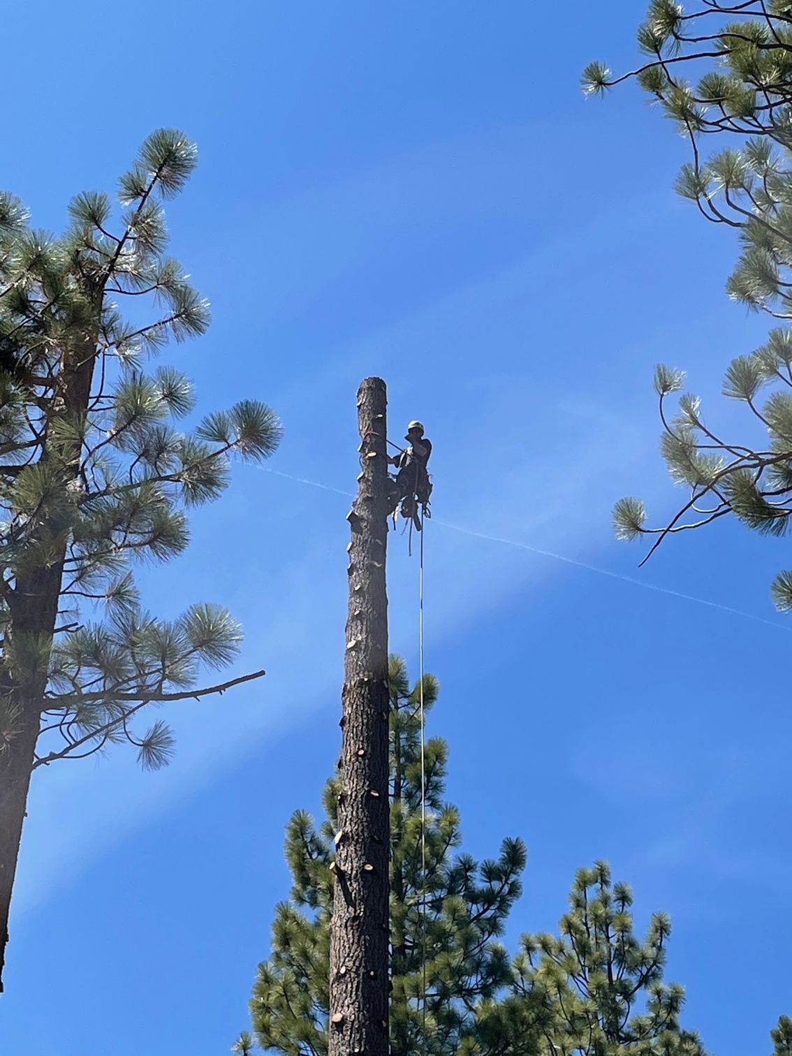Arborist on a tall tree trunk, secured by ropes, against a bright blue sky.