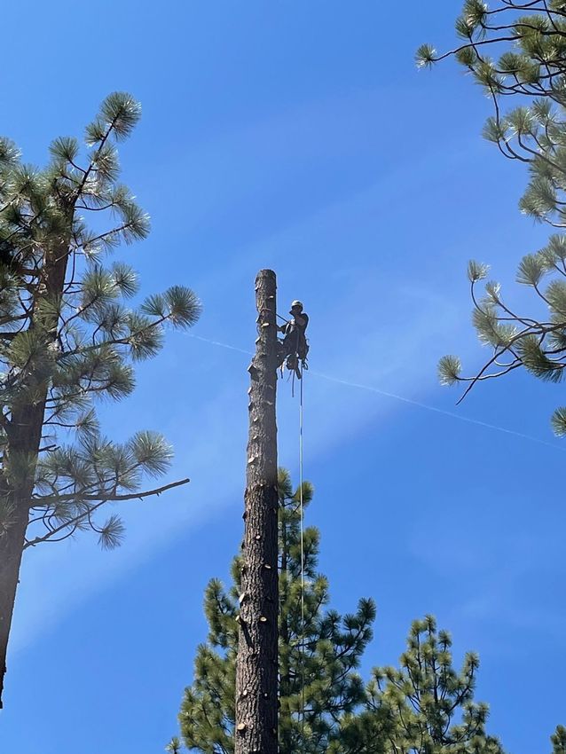 Arborist on a tall tree trunk, secured by ropes, against a bright blue sky.