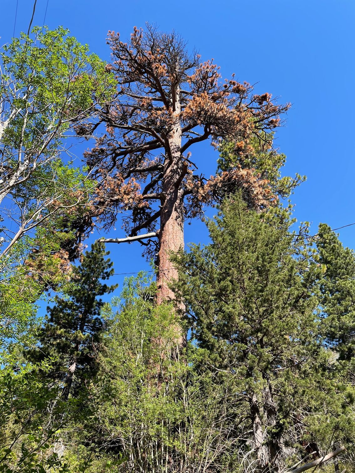 Tall tree with brown, dead top against a blue sky, surrounded by green trees.