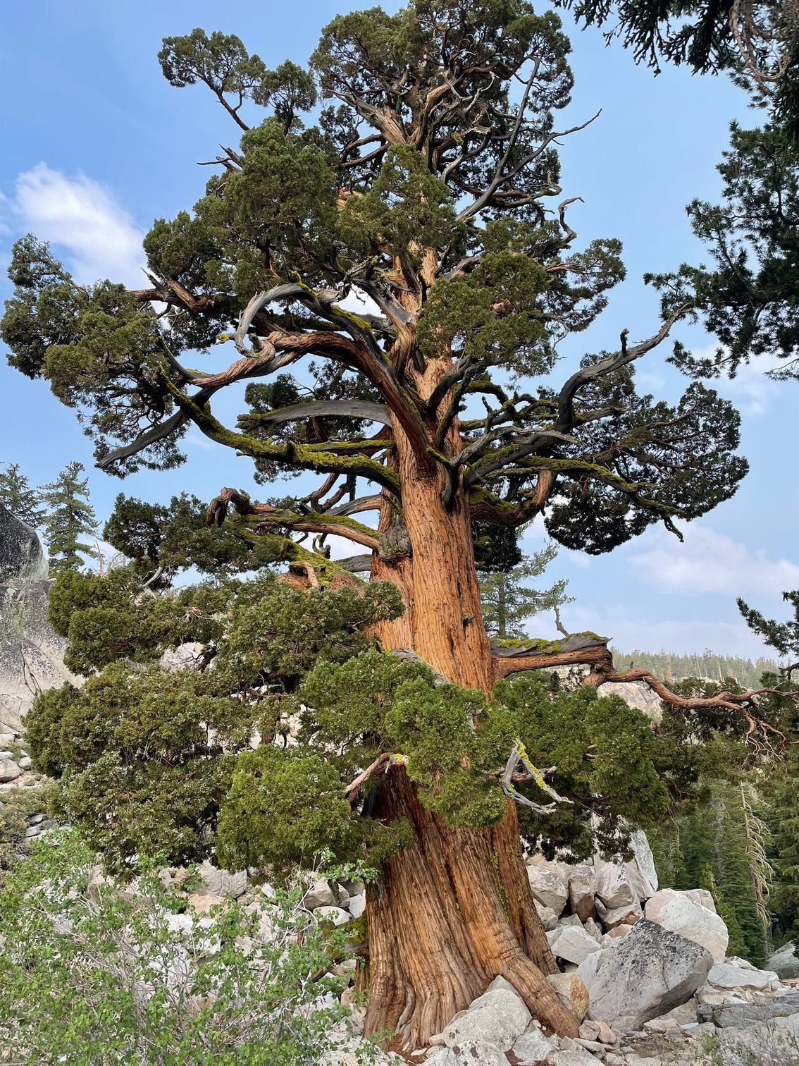 Sturdy, old tree with gnarled branches, green foliage, and reddish-brown trunk in a rocky, outdoor setting.