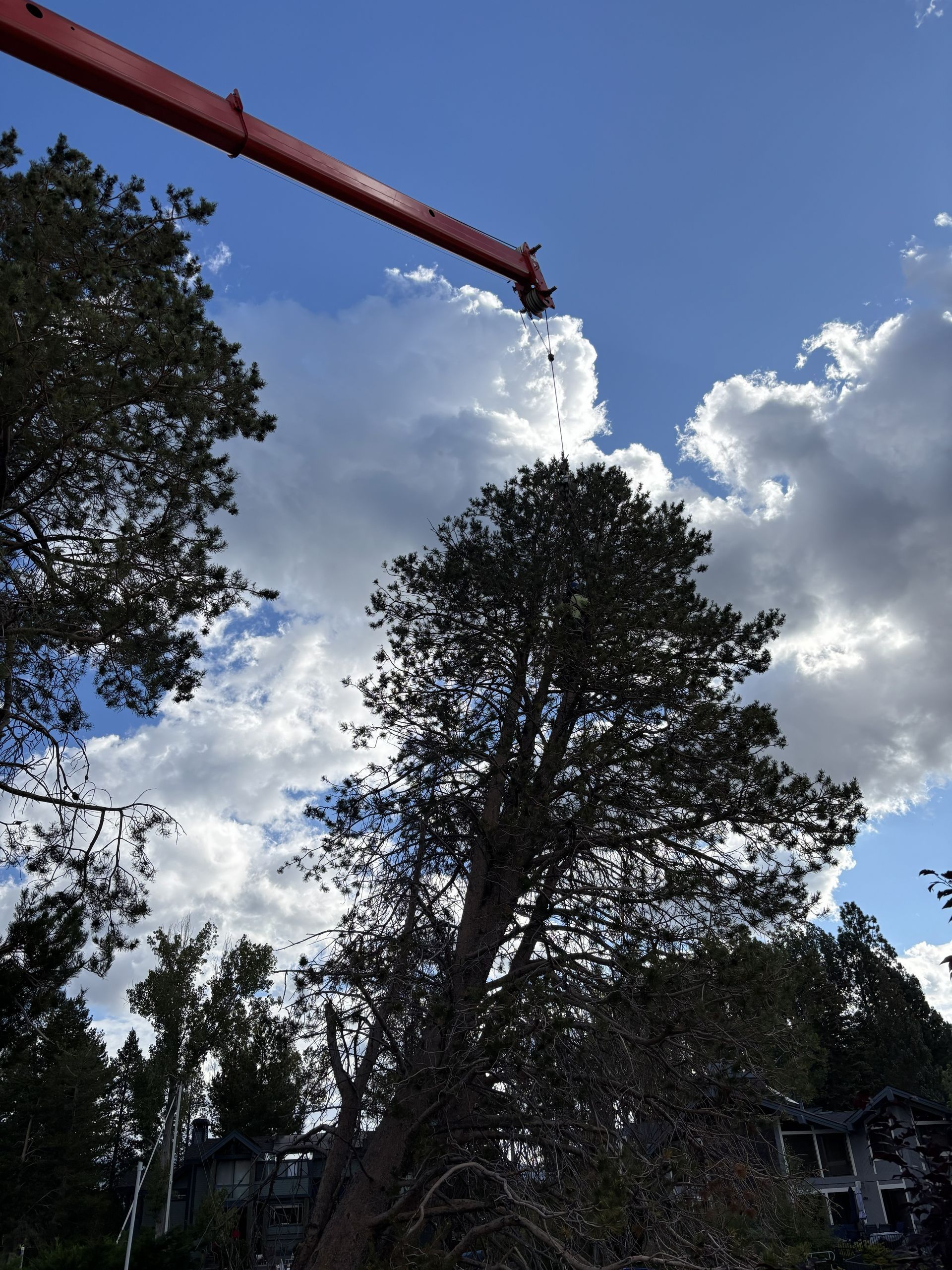 Crane trimming a tall tree against a cloudy blue sky.
