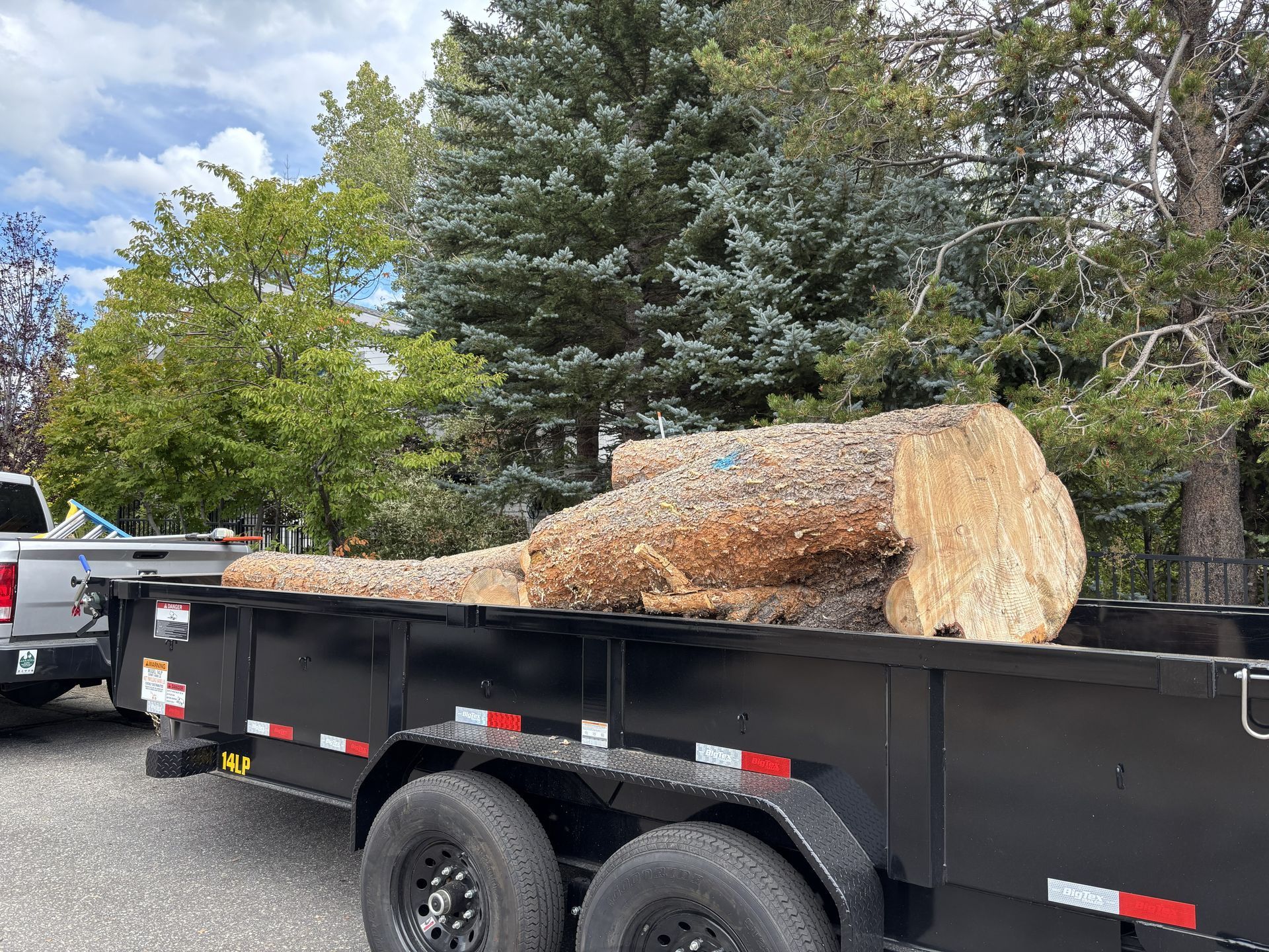 Large tree trunk loaded on a black trailer, ready for transport.