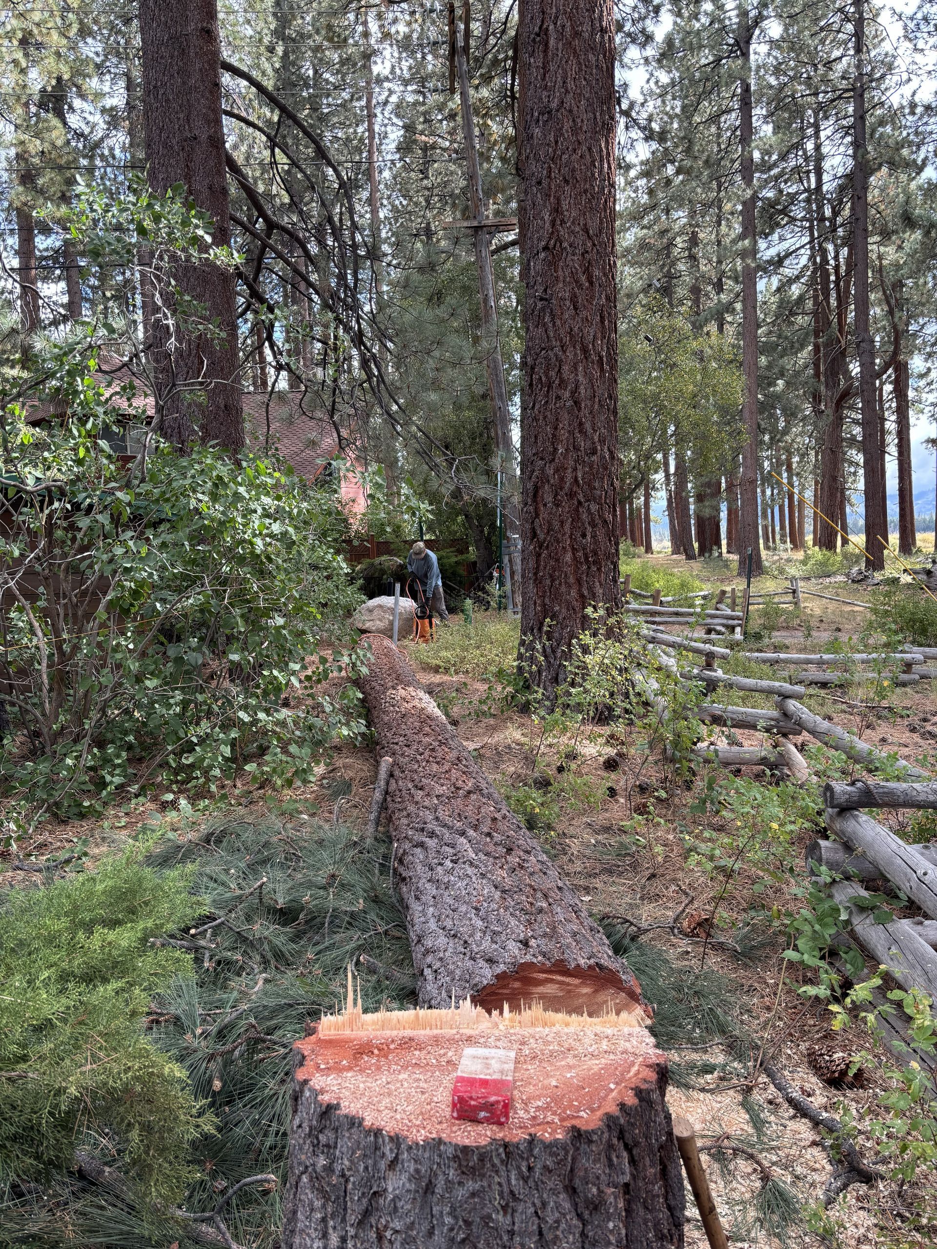 Felled tree in forest, a person with a chainsaw at the tree's edge. A wooden fence is in the frame.