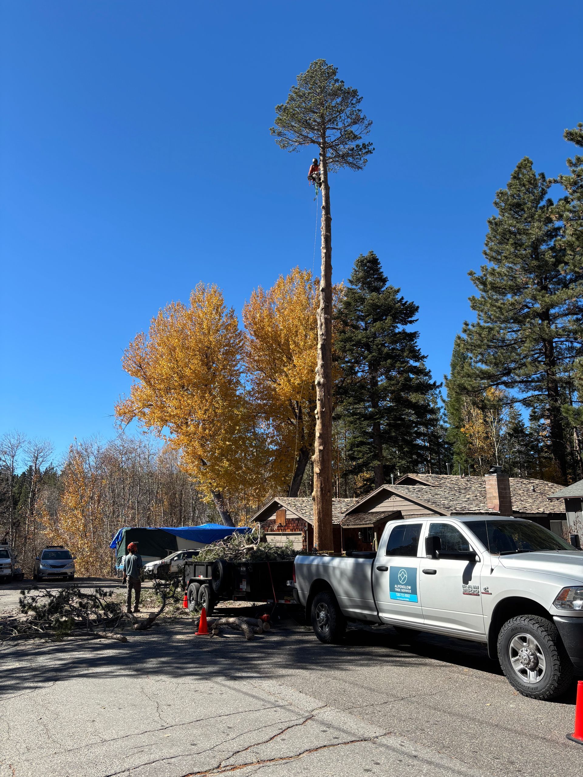 Man in a tree trimming branches. White truck with trailer, fall trees, blue sky.