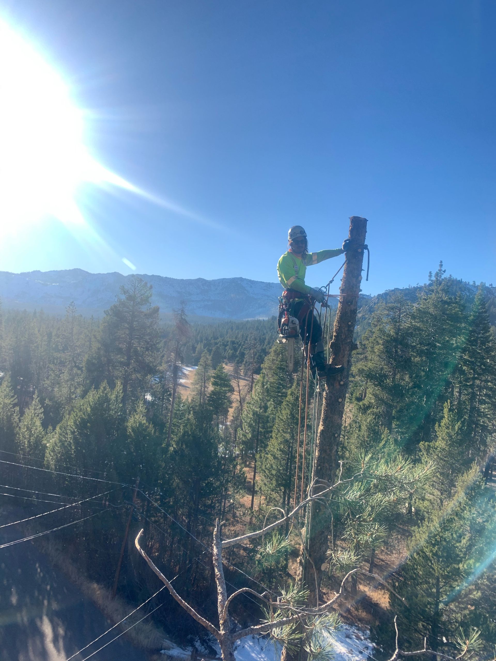Arborist on a tree trunk, high up, with safety gear, bright sun, blue sky, mountain backdrop.