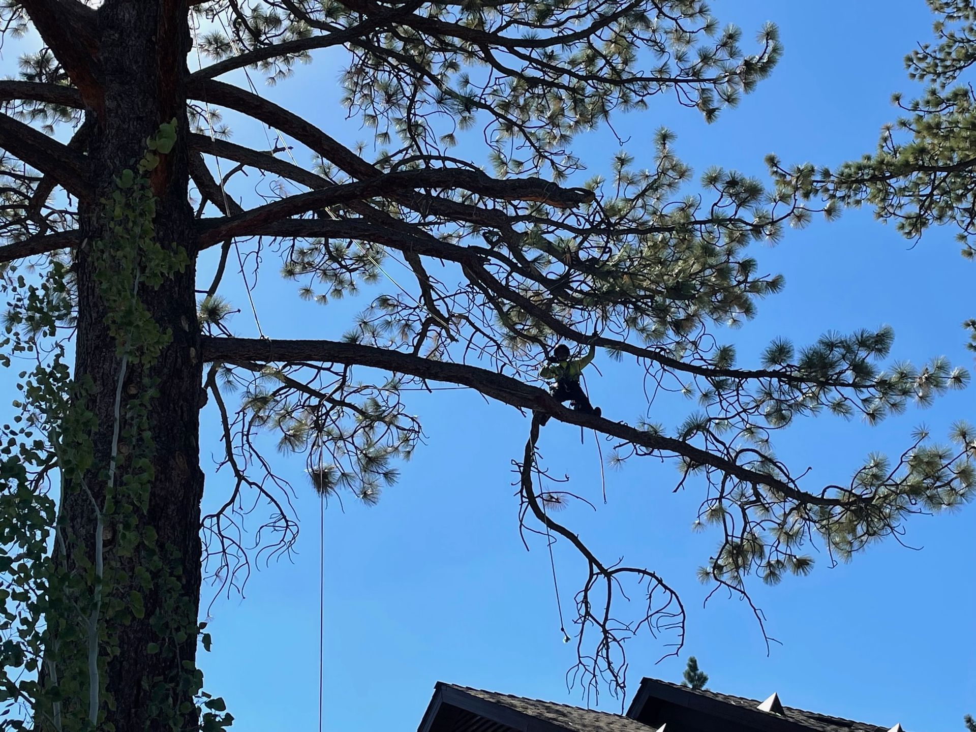 A person in a tree, trimming branches against a blue sky. Roof of a house visible at the bottom.