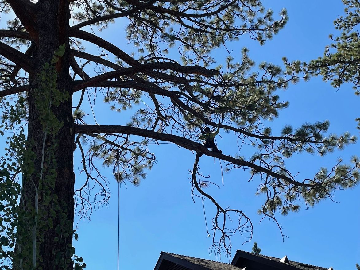 A person in a tree, trimming branches against a blue sky. Roof of a house visible at the bottom.