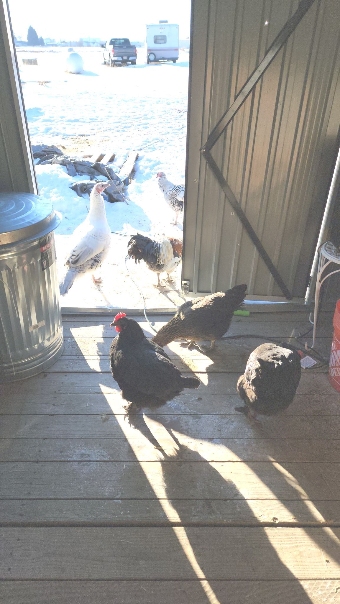 A group of chickens are standing on a wooden floor in a shed.