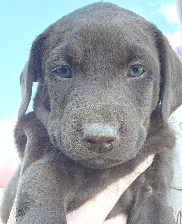 A person is holding a brown puppy in their hands.