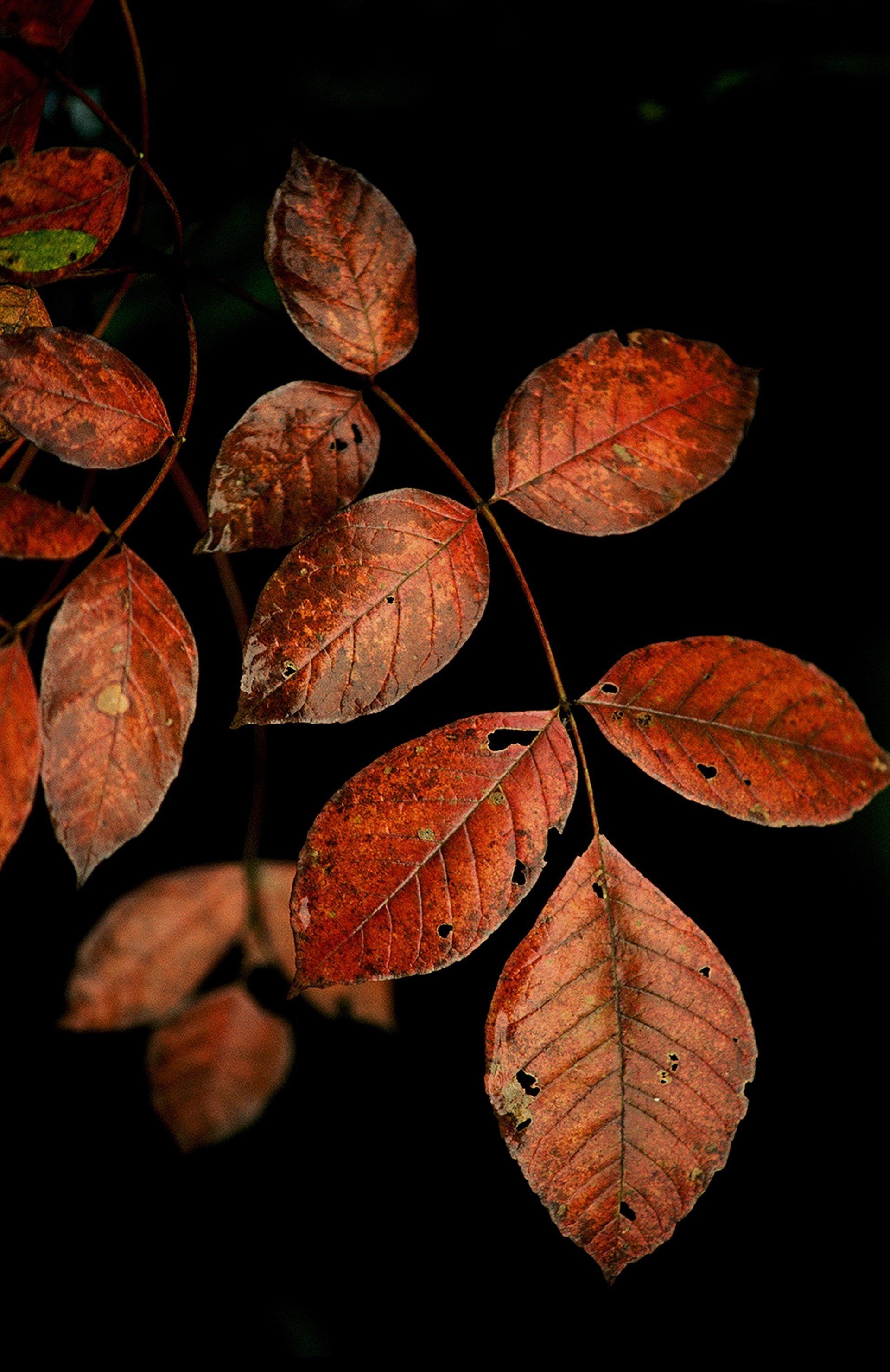 ash leaves