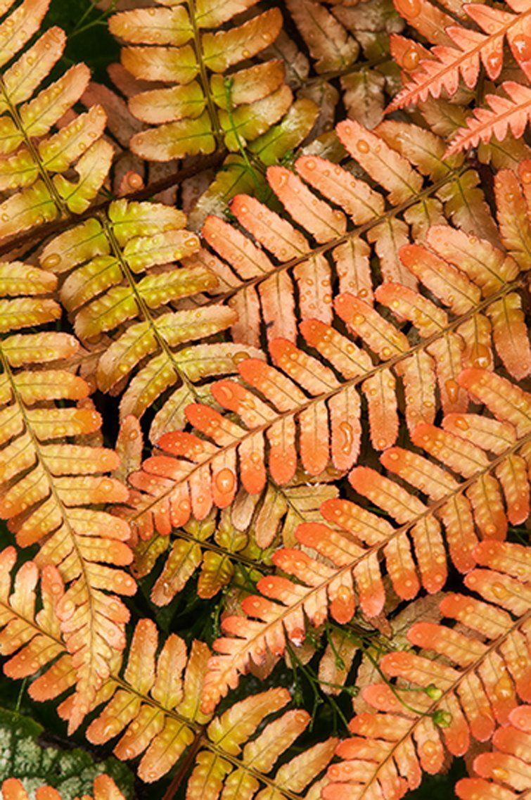 autumn fern