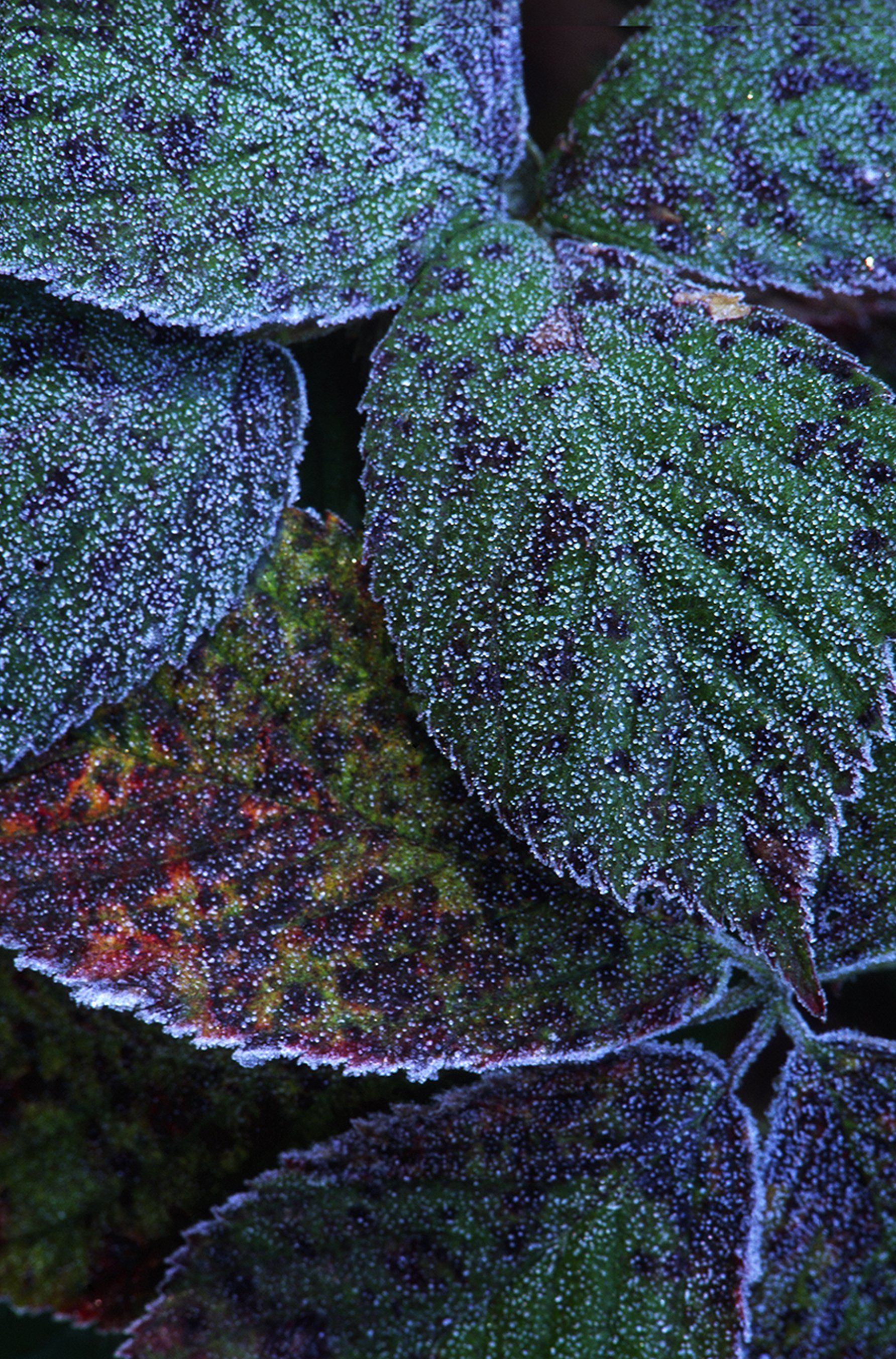 Frosted Blackberry leaves