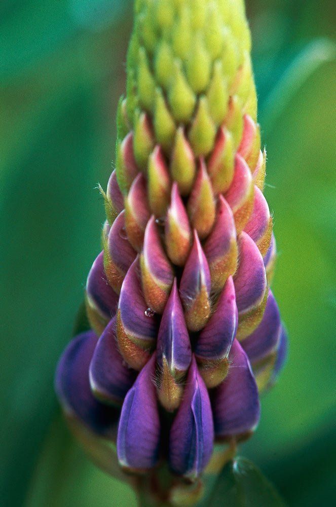 lupine bud