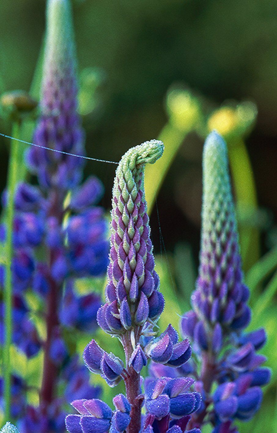 lupine web