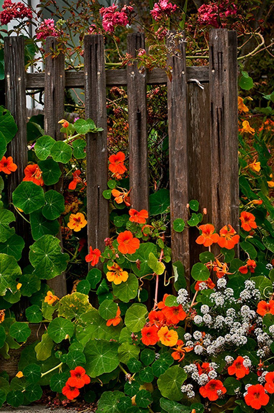 Nasturtiums fence