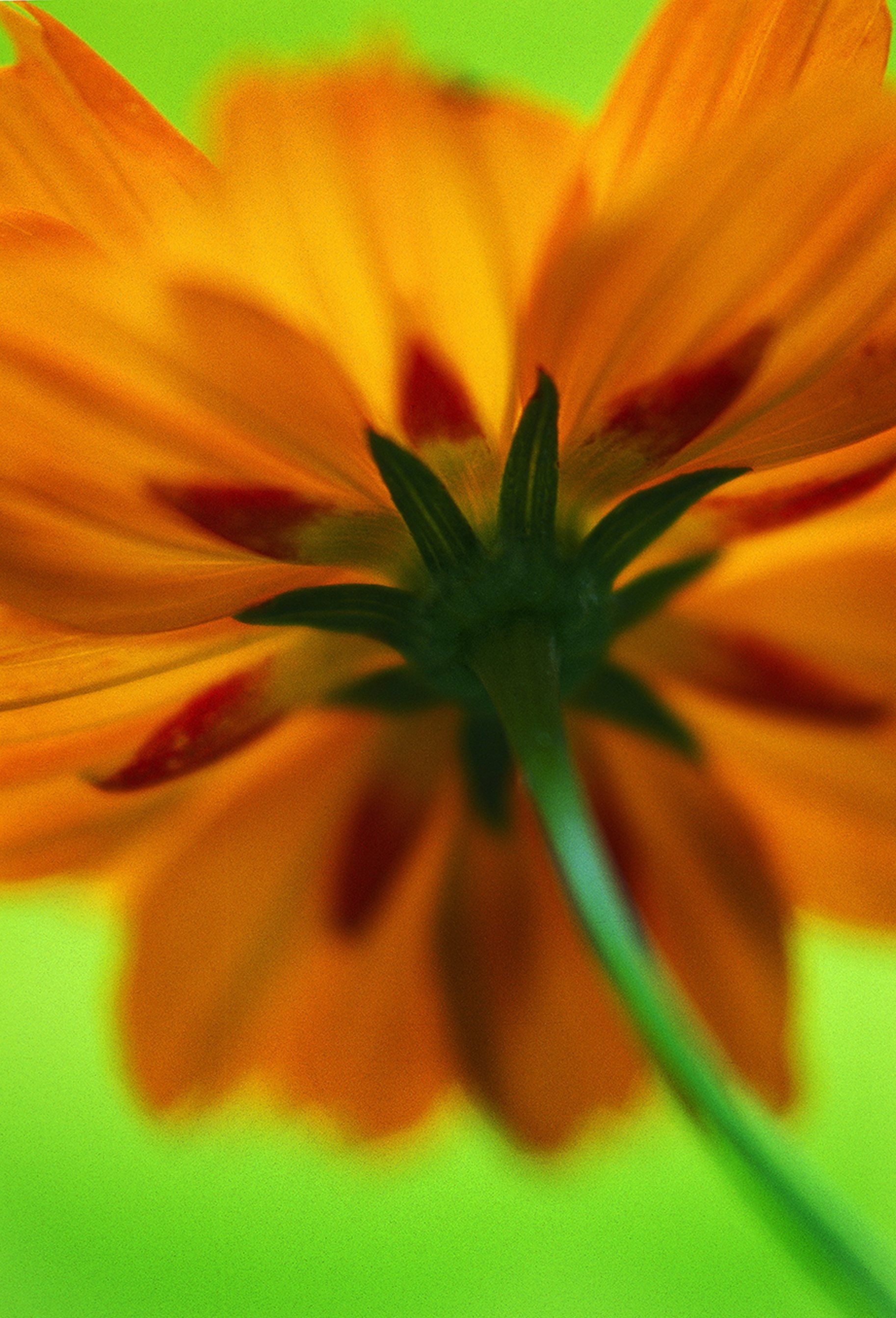 orange cosmos
