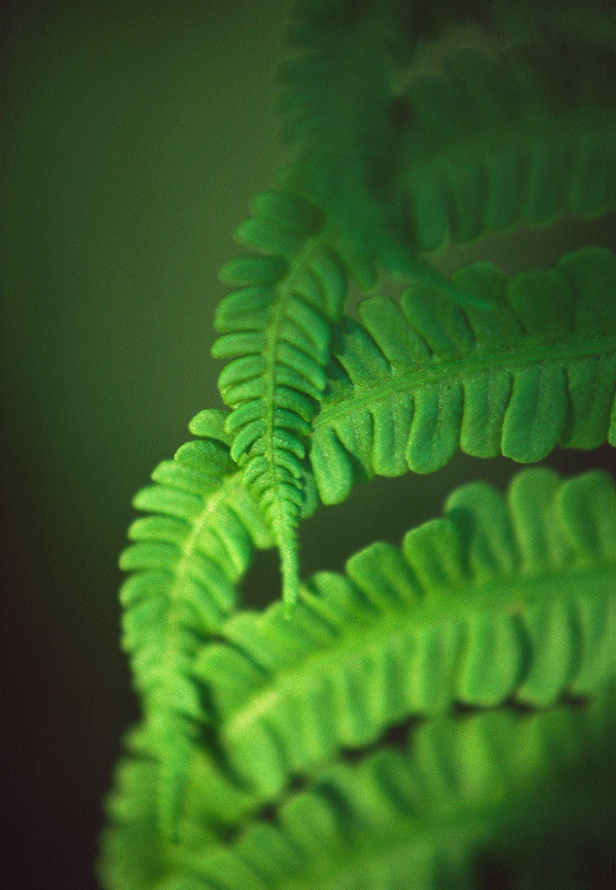 Overlapping fern