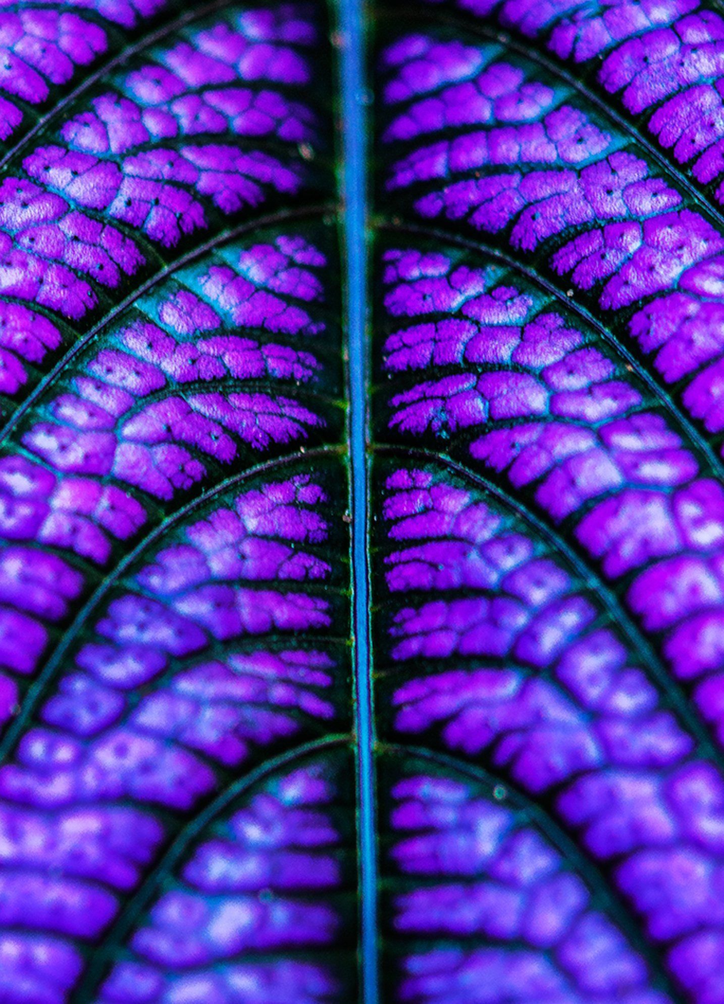 purple leaf