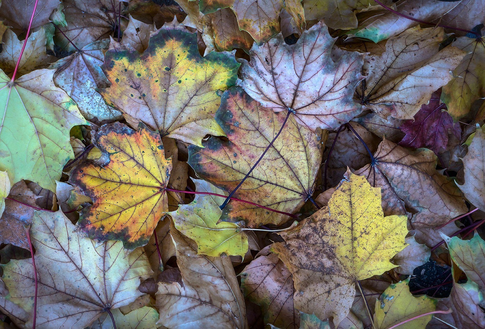 abstract silver maple