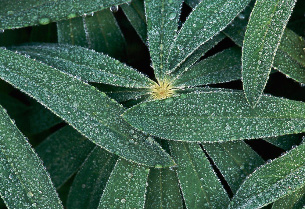Dew layers Lupine leaves