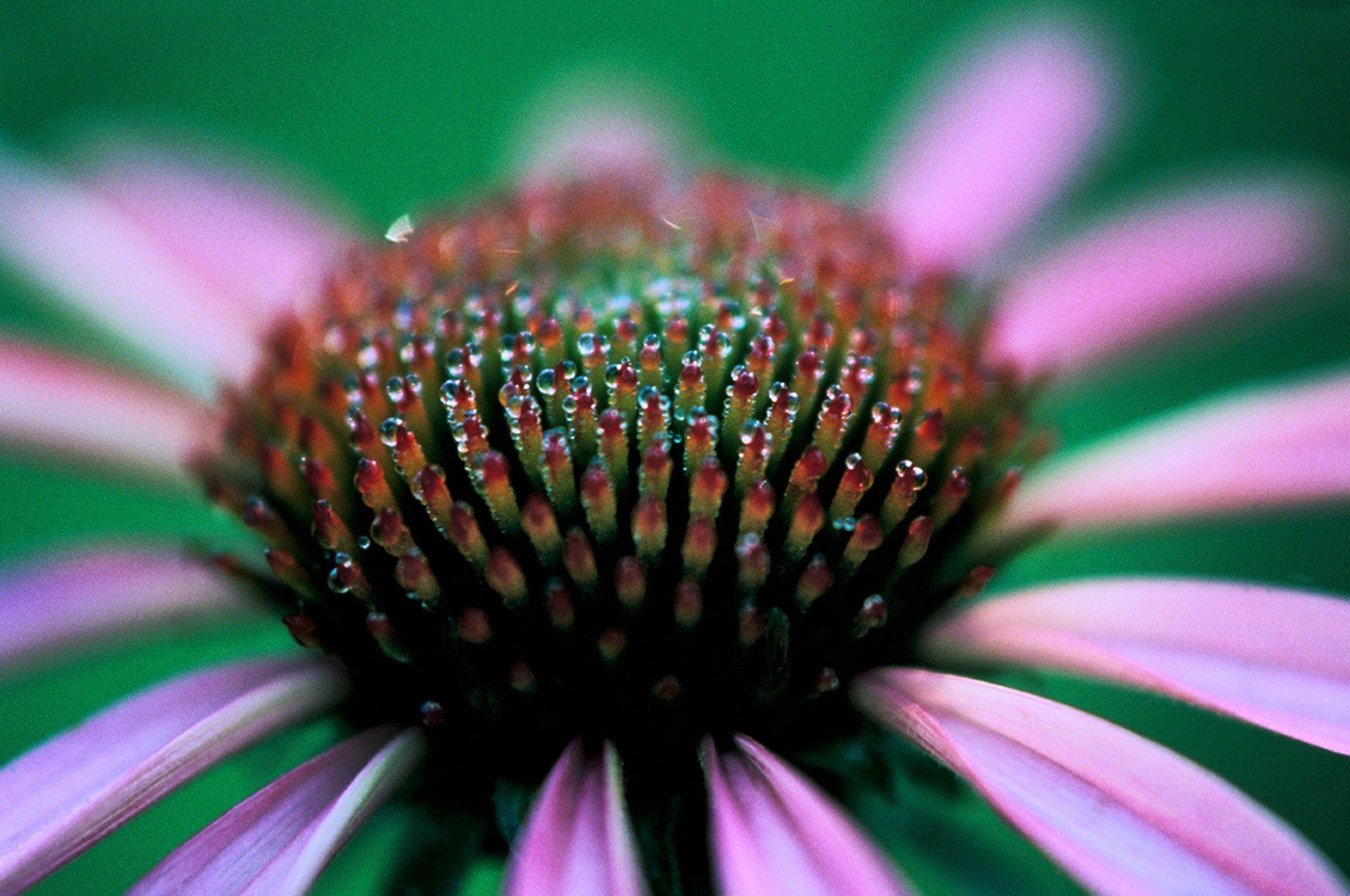 Coneflower head dew