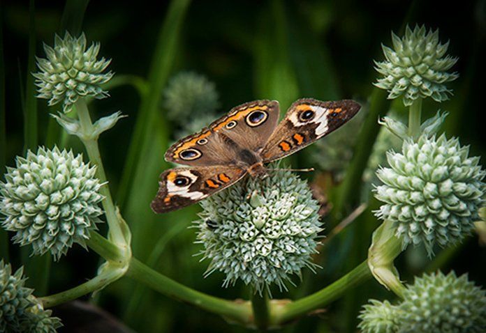 Moth Rattlesnkae Master