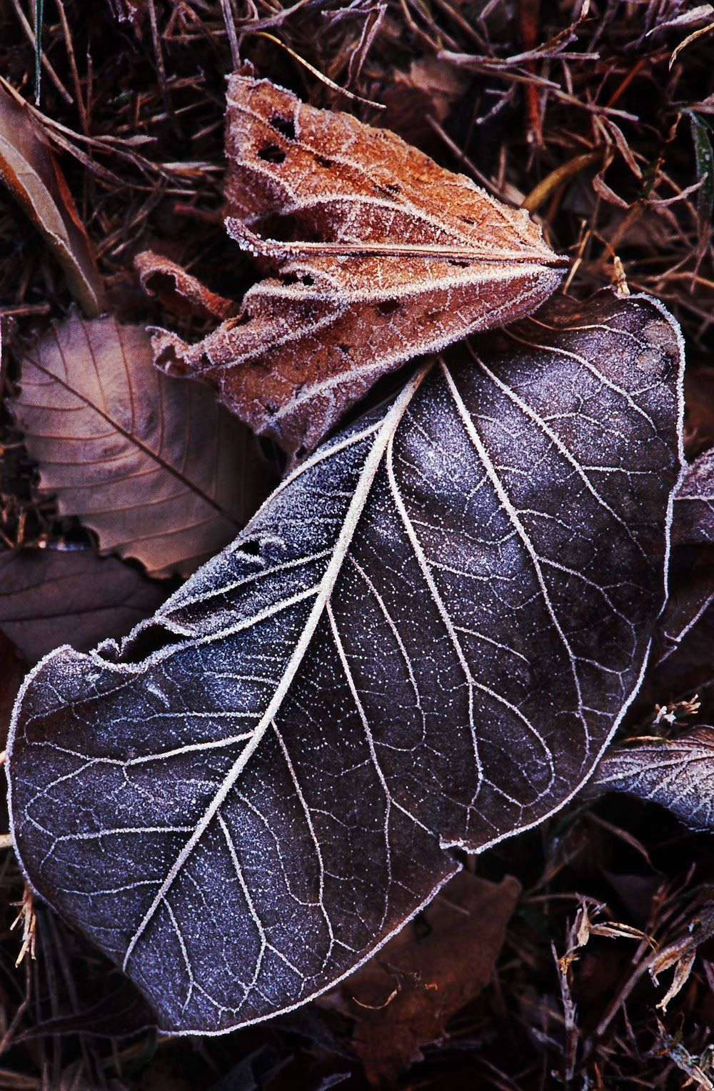 Frosted leaf veins
