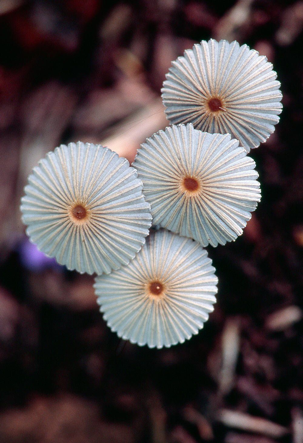 Mushroom umbrellas
