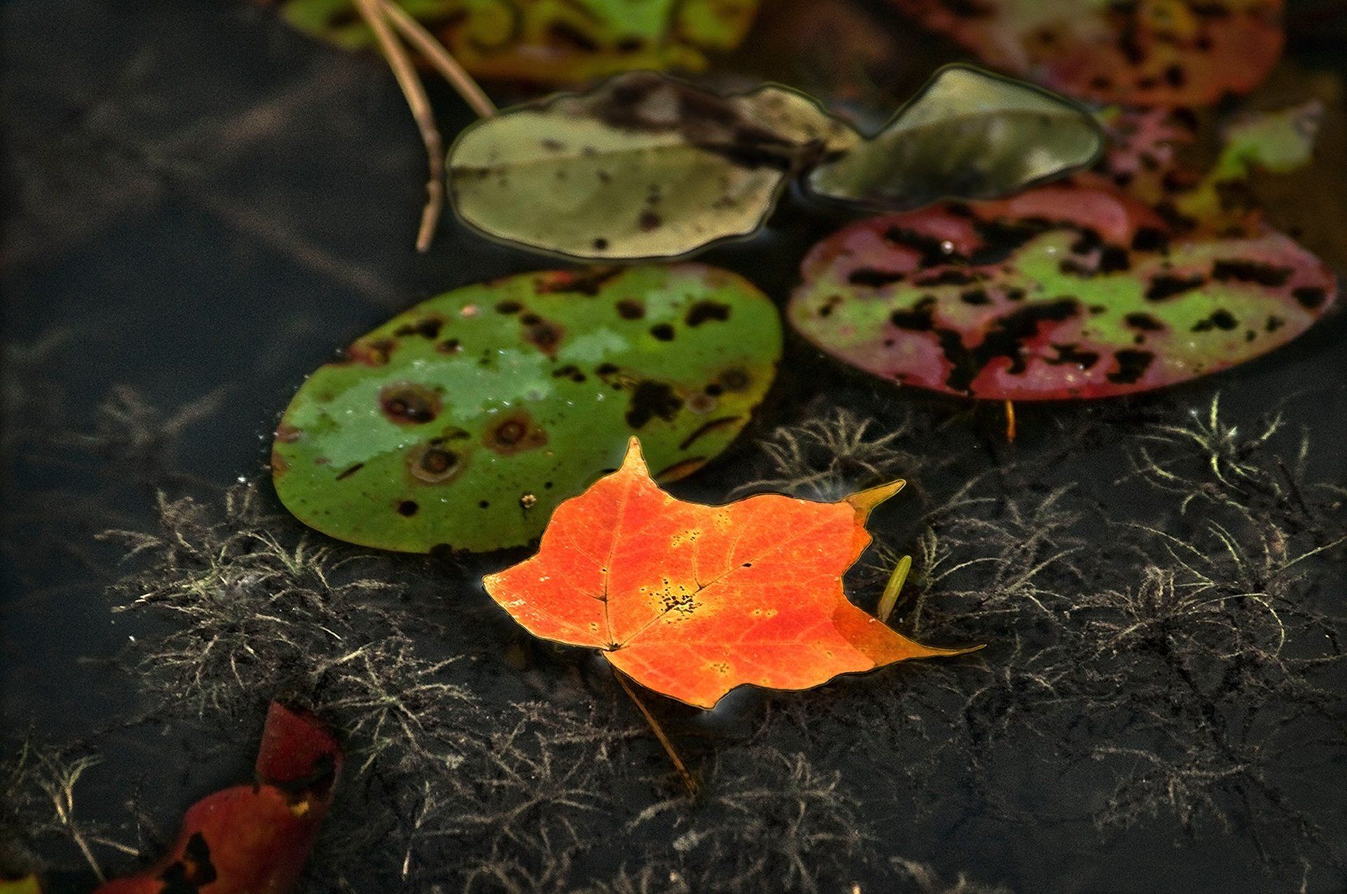 Lilly pad and Maple