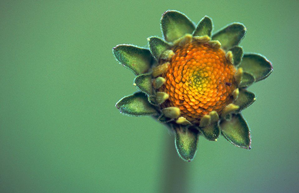 New orange flower closeup