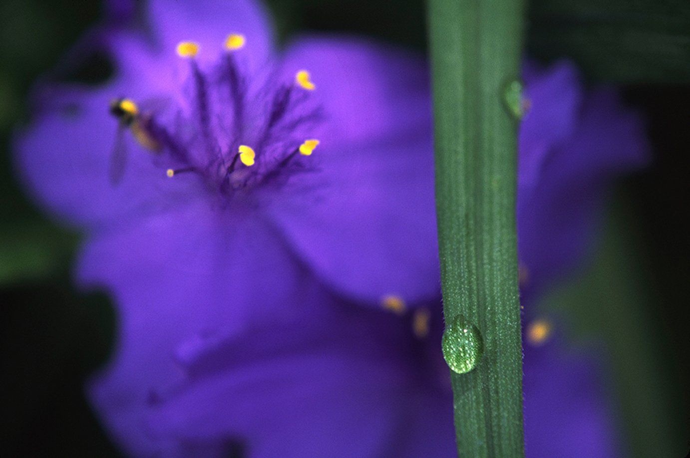 Purple Wild Geranium