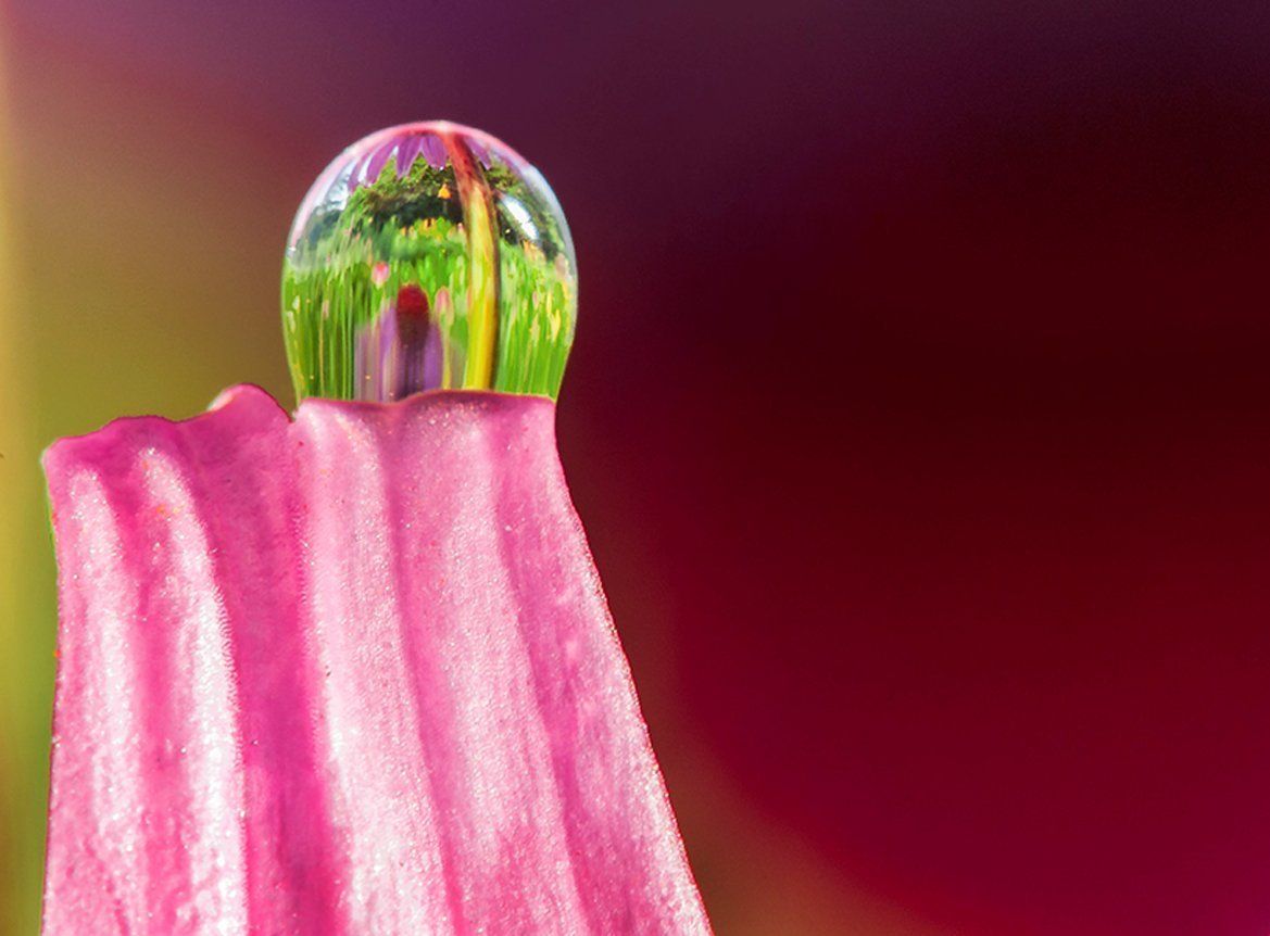 Coneflower waterdrop