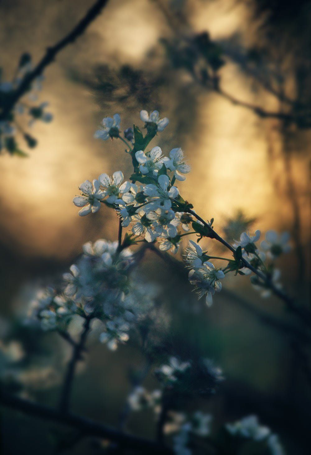 Cherry blossoms at sunset