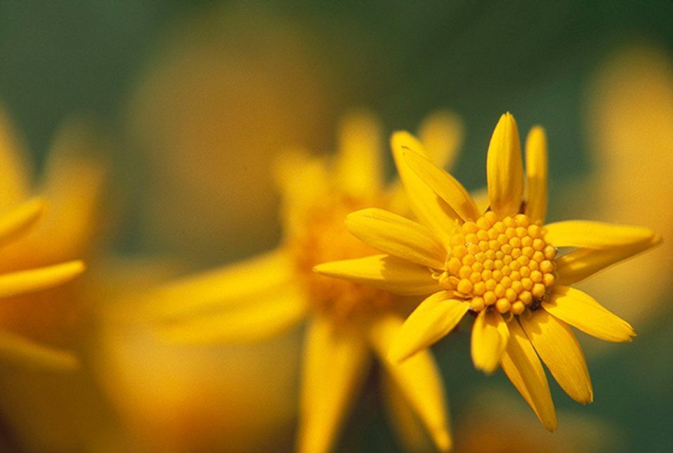 little yellow cluster