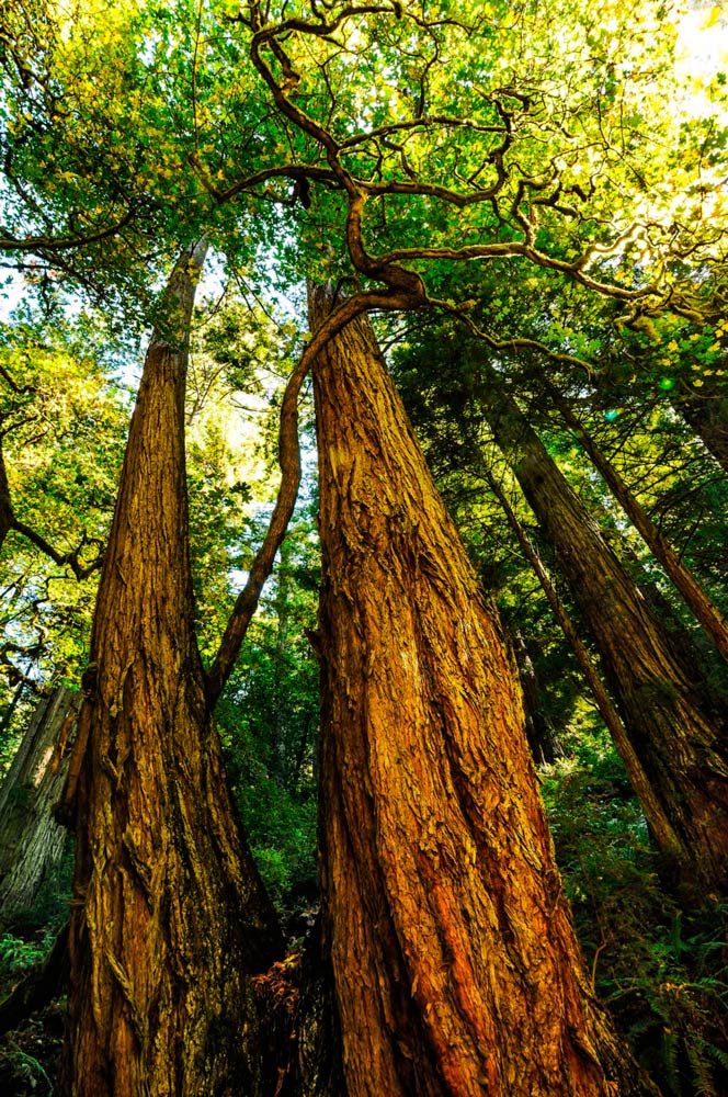 Lost Coast Redwoods
