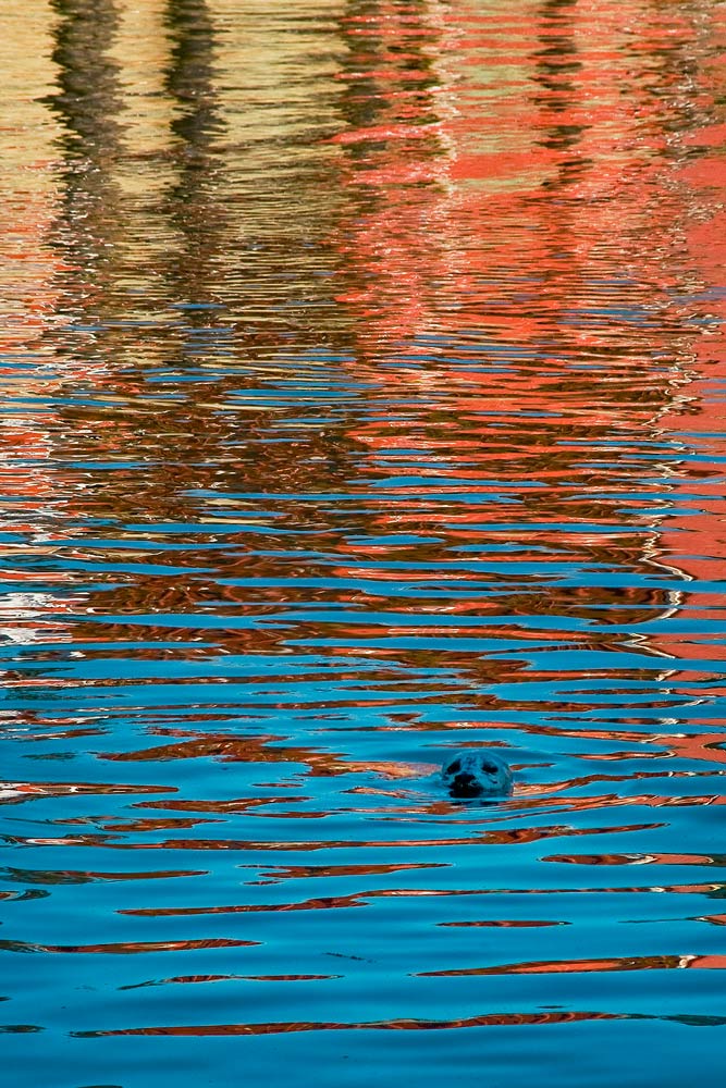 Noyo River Fort Brag Reflections Seal