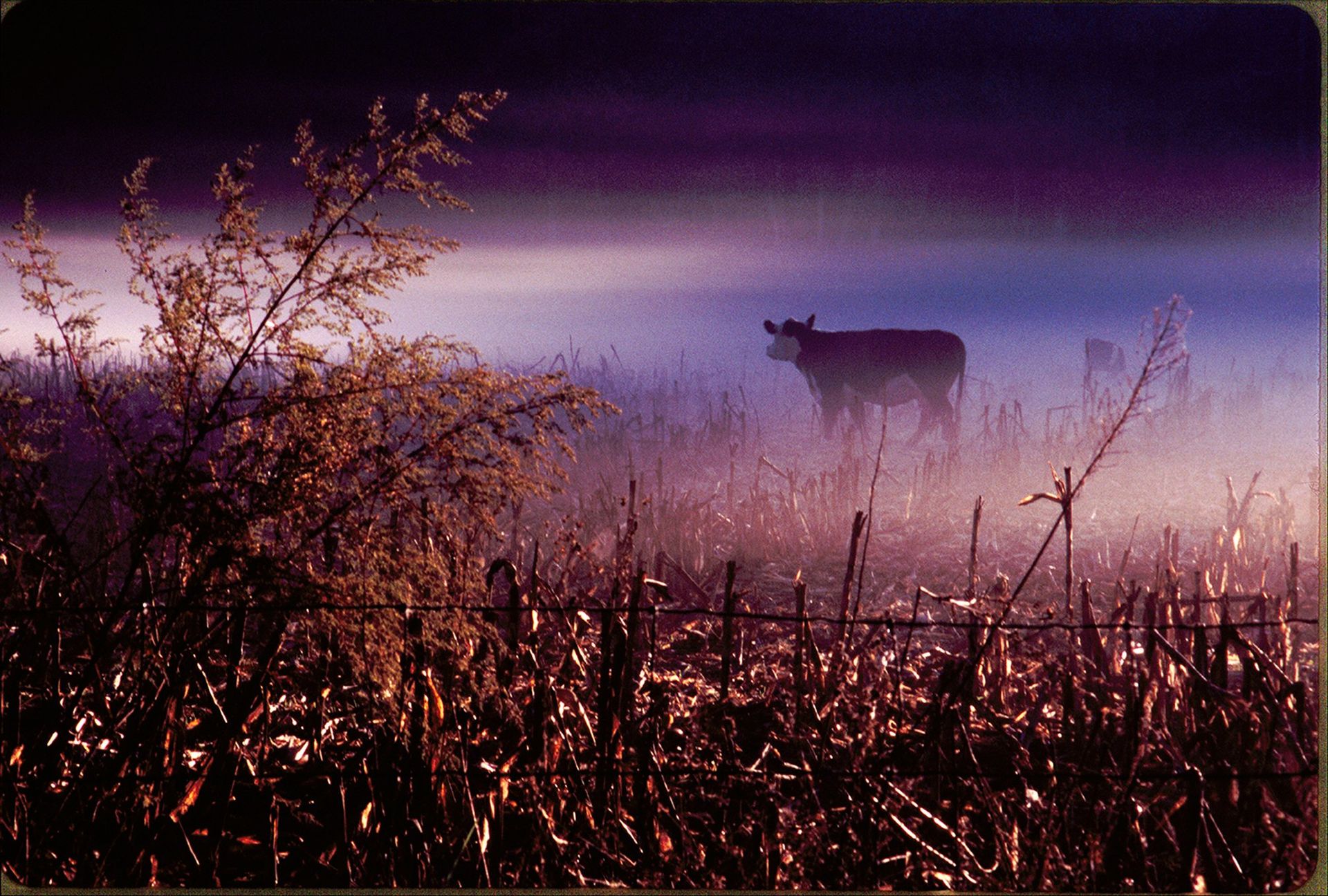 Cow in morning cornfield
