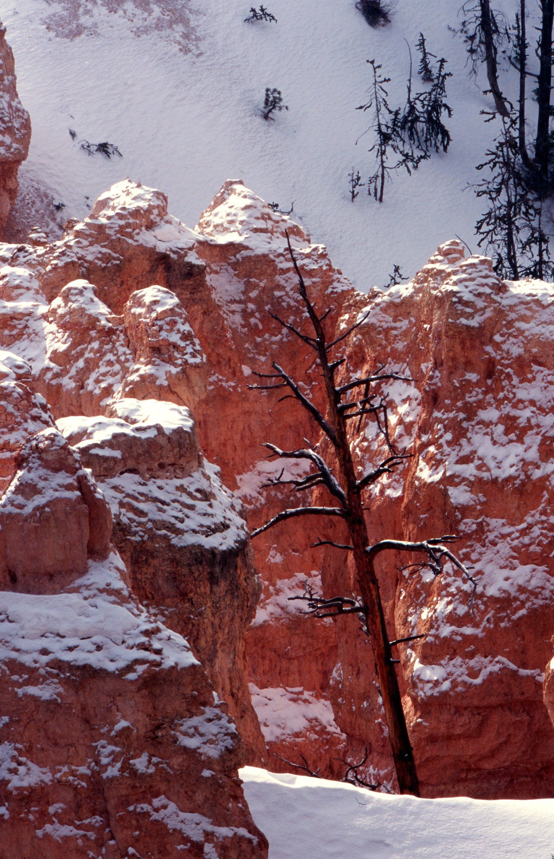 Bare Tree & Snow Bryce Canyon