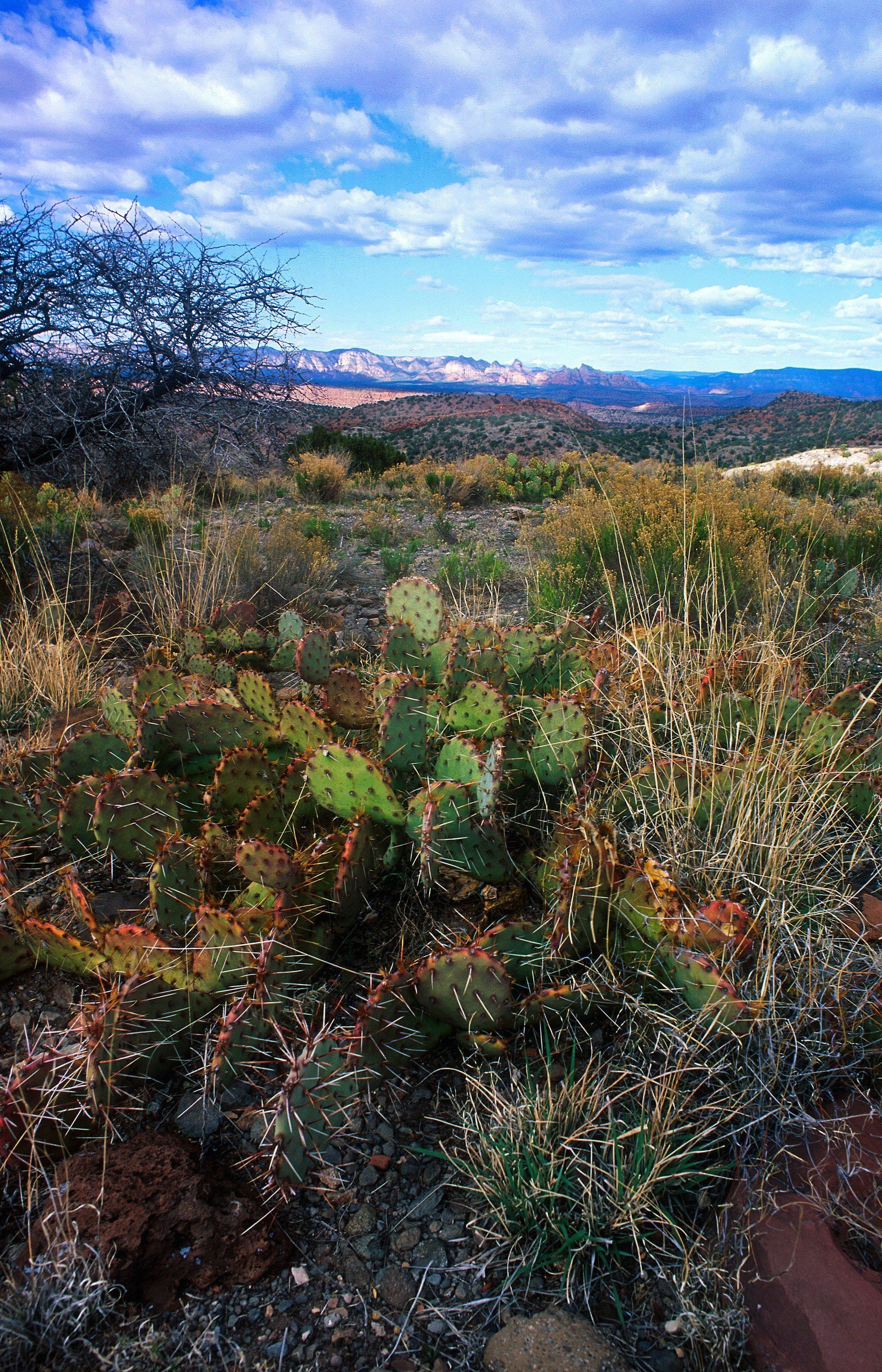 Cactus & San Juan Mountains AZ