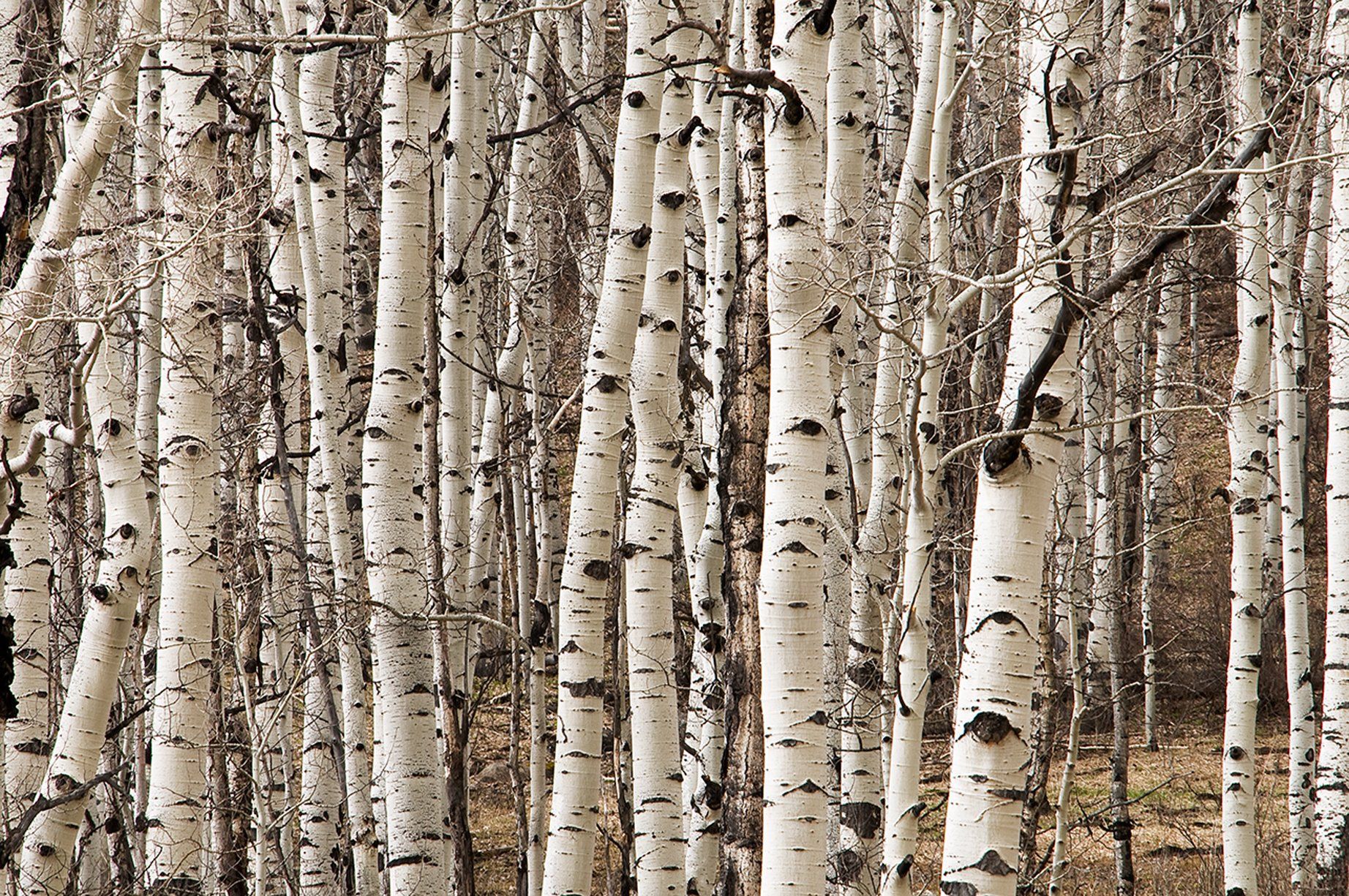 Birch Colorado - Utah