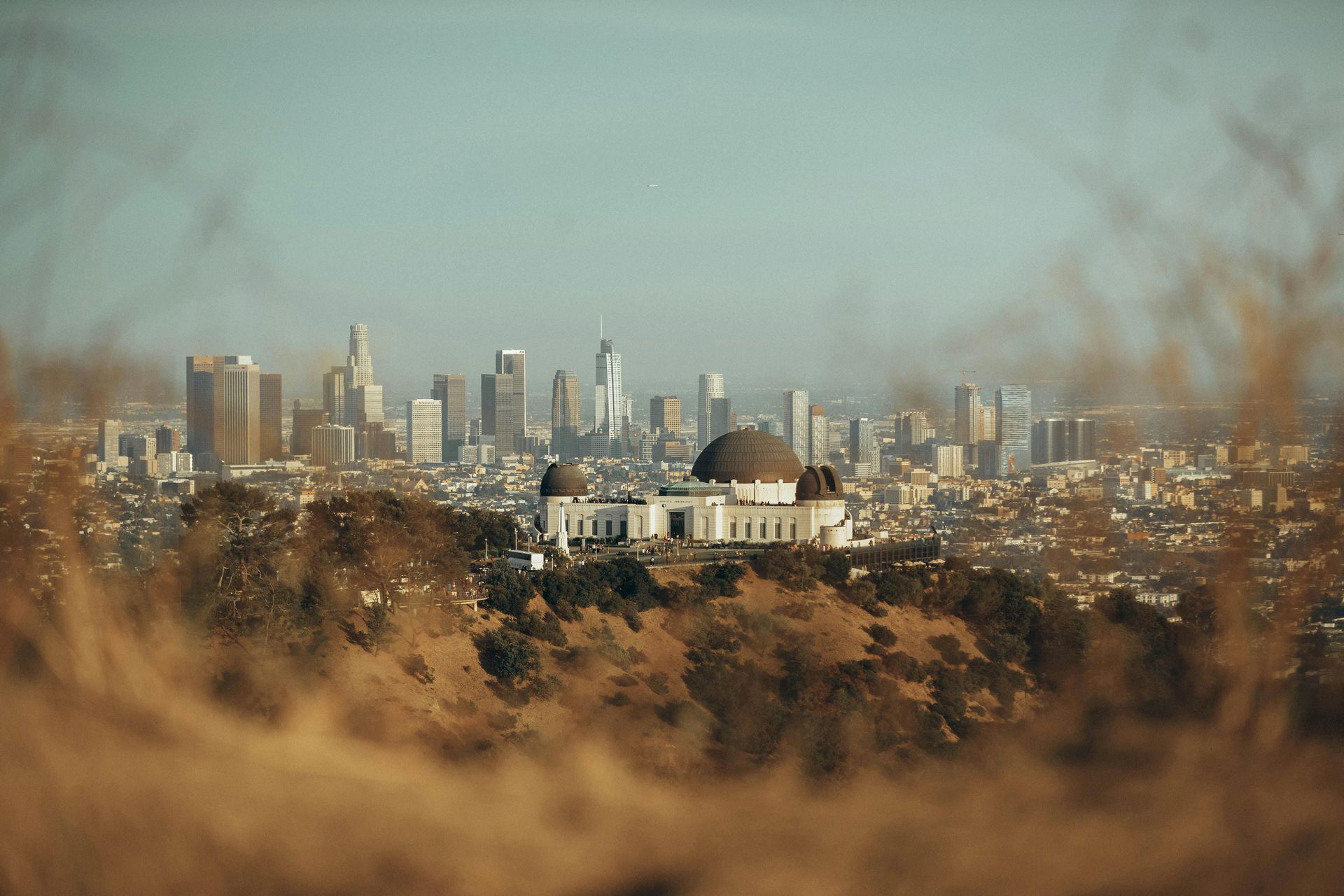 Griffith Observatory overlooking Los Angeles skyline, shot through golden brush on a sunny day.