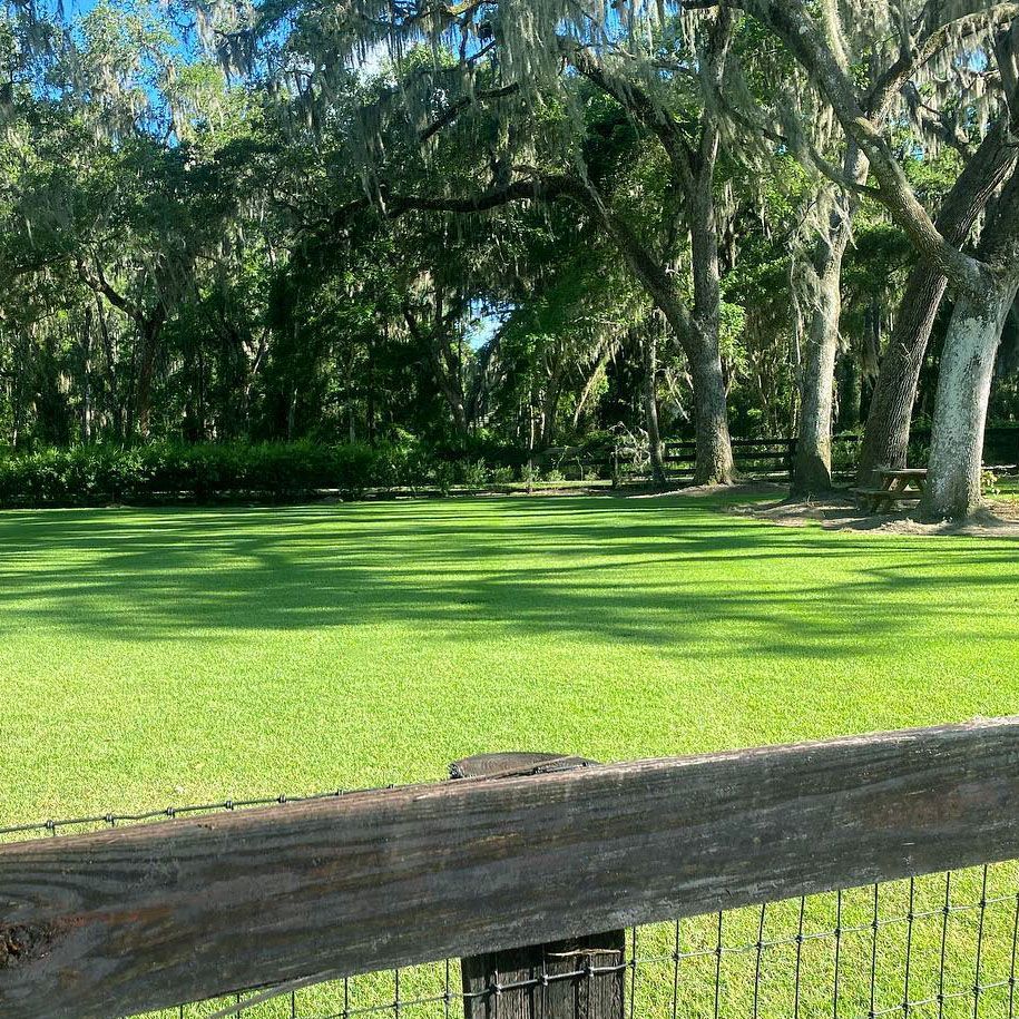Sunny grassy park with trees and a wooden fence in the foreground